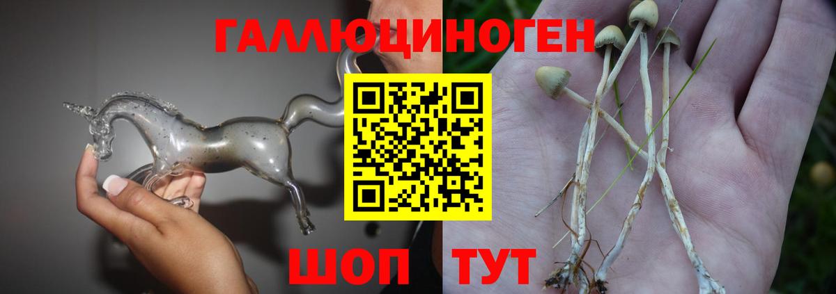 Галлюциногенные грибы Psilocybe Челябинск